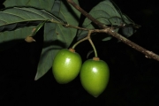 <strong>Aceratium oppositifolium - Gâteblé Gildas - 307</strong><br />© Birnbaum Philippe