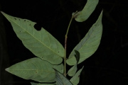 <strong>Aceratium oppositifolium - Gâteblé Gildas - 307</strong><br />© Birnbaum Philippe
