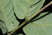 <strong>Aceratium oppositifolium - Gâteblé Gildas - 307</strong><br />© Birnbaum Philippe