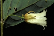 <strong>Aceratium oppositifolium - Gâteblé Gildas - 307</strong><br />© Birnbaum Philippe