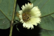 <strong>Aceratium oppositifolium - Gâteblé Gildas - 307</strong><br />© Birnbaum Philippe