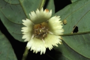 <strong>Aceratium oppositifolium - Gâteblé Gildas - 307</strong><br />© Birnbaum Philippe