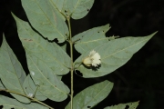 <strong>Aceratium oppositifolium - Gâteblé Gildas - 307</strong><br />© Birnbaum Philippe