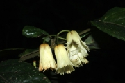 <strong>Aceratium oppositifolium - Gâteblé Gildas - 307</strong><br />© Birnbaum Philippe