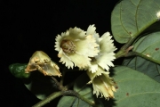 <strong>Aceratium oppositifolium - Gâteblé Gildas - 307</strong><br />© Birnbaum Philippe
