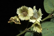 <strong>Aceratium oppositifolium - Gâteblé Gildas - 307</strong><br />© Birnbaum Philippe