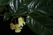 <strong>Aceratium oppositifolium - Gâteblé Gildas - 307</strong><br />© Birnbaum Philippe