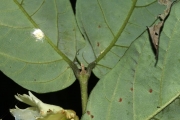 <strong>Aceratium oppositifolium - Gâteblé Gildas - 307</strong><br />© Birnbaum Philippe