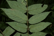 <strong>Aceratium oppositifolium - Gâteblé Gildas - 307</strong><br />© Birnbaum Philippe