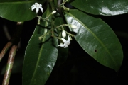 <strong>Psychotria nacdado - Birnbaum Philippe - 1430</strong><br />© Birnbaum Philippe