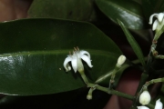 <strong>Psychotria nacdado - Birnbaum Philippe - 1430</strong><br />© Birnbaum Philippe