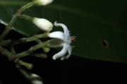 <strong>Psychotria nacdado - Birnbaum Philippe - 1430</strong><br />© Birnbaum Philippe