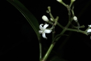 <strong>Psychotria nacdado - Birnbaum Philippe - 1430</strong><br />© Birnbaum Philippe