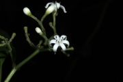 <strong>Psychotria nacdado - Birnbaum Philippe - 1430</strong><br />© Birnbaum Philippe