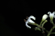 <strong>Psychotria nacdado - Birnbaum Philippe - 1430</strong><br />© Birnbaum Philippe