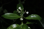 <strong>Psychotria nacdado - Birnbaum Philippe - 1430</strong><br />© Birnbaum Philippe