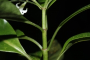 <strong>Psychotria nacdado - Birnbaum Philippe - 1430</strong><br />© Birnbaum Philippe