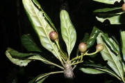 <strong>Elaeocarpus hortensis - Gâteblé Gildas - 313</strong><br />© Birnbaum Philippe