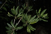 <strong>Elaeocarpus hortensis - Gâteblé Gildas - 313</strong><br />© Birnbaum Philippe
