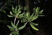 <strong>Elaeocarpus hortensis - Gâteblé Gildas - 313</strong><br />© Birnbaum Philippe