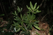 <strong>Elaeocarpus hortensis - Gâteblé Gildas - 313</strong><br />© Birnbaum Philippe