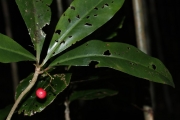 <strong>Tapeinosperma scrobiculatum - Ramon, Laurence - 30</strong><br />© Birnbaum Philippe