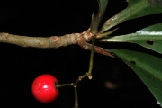 <strong>Tapeinosperma scrobiculatum - Ramon, Laurence - 30</strong><br />© Birnbaum Philippe