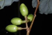 <strong>Litsea aneityensis - Ramon, Laurence - 23</strong><br />© Birnbaum Philippe