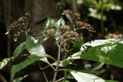 <strong>Ophiorrhiza laxa - Gâteblé Gildas - 315</strong><br />© Birnbaum Philippe
