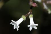 <strong>Ophiorrhiza laxa - Gâteblé Gildas - 315</strong><br />© Birnbaum Philippe