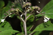 <strong>Ophiorrhiza laxa - Gâteblé Gildas - 315</strong><br />© Birnbaum Philippe
