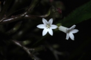 <strong>Ophiorrhiza laxa - Gâteblé Gildas - 315</strong><br />© Birnbaum Philippe