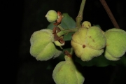 <strong>Cupaniopsis leptobotrys - Gâteblé Gildas - 320</strong><br />© Birnbaum Philippe
