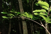 <strong>Cupaniopsis leptobotrys - Gâteblé Gildas - 320</strong><br />© Birnbaum Philippe