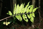<strong>Cupaniopsis leptobotrys - Gâteblé Gildas - 320</strong><br />© Birnbaum Philippe