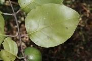 <strong>Salacia aneityensis - Ramon, Laurence - 8</strong><br />© Birnbaum Philippe