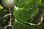 <strong>Salacia aneityensis - Ramon, Laurence - 8</strong><br />© Birnbaum Philippe