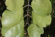 <strong>Salacia aneityensis - Ramon, Laurence - 8</strong><br />© Birnbaum Philippe