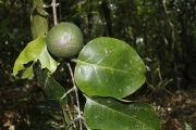 <strong>Salacia aneityensis - Ramon, Laurence - 8</strong><br />© Birnbaum Philippe