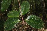 <strong>Salacia aneityensis - Ramon, Laurence - 8</strong><br />© Birnbaum Philippe