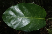 <strong>Salacia aneityensis - Ramon, Laurence - 8</strong><br />© Birnbaum Philippe