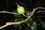 <strong>Randia sezitat - Birnbaum Philippe - 1428</strong><br />© Birnbaum Philippe