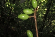 <strong>Litsea aneityensis - Ramon, Laurence - 23</strong><br />© Birnbaum Philippe
