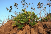 <strong>Gardenia taitensis - Ramon, Laurence - 32</strong><br />© Birnbaum Philippe