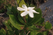 <strong>Gardenia taitensis - Ramon, Laurence - 32</strong><br />© Birnbaum Philippe