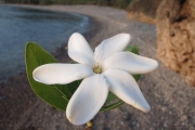 <strong>Gardenia taitensis - Ramon, Laurence - 32</strong><br />© Birnbaum Philippe