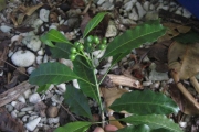 <strong>Psychotria forsteriana - Ramon, Laurence - 71</strong><br />© Ramon, Laurence