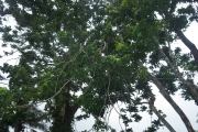 <strong>Harpullia - Ramon, Laurence - 210</strong><br />© Ramon, Laurence