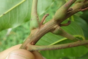 <strong>Elattostachys - Ramon, Laurence - 212</strong><br />© Ramon, Laurence