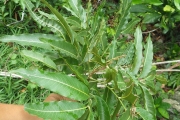 <strong>Elattostachys - Ramon, Laurence - 212</strong><br />© Ramon, Laurence
